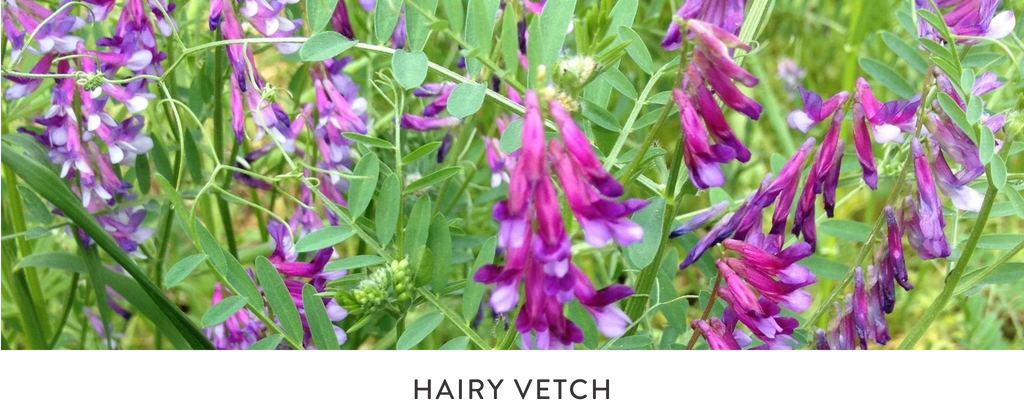 HAIRY VETCH